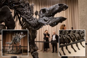Apex, a brand-new stegosaurus discovery, is displayed at the American Museum of Natural History on Thursday, December 5, 2024.  in New York City.